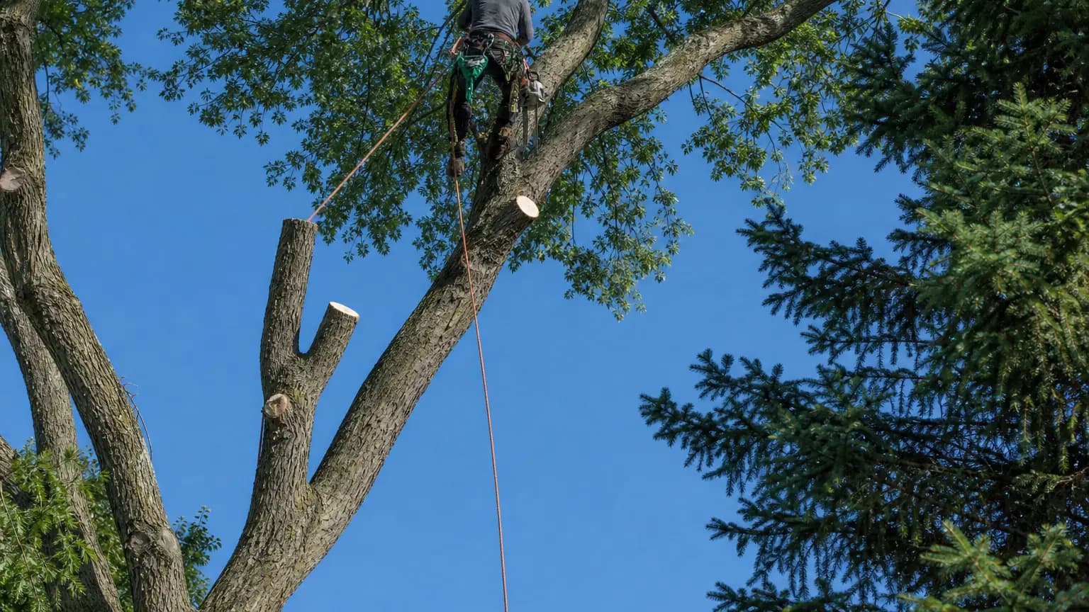 Professional tree trimming of a mature tree.